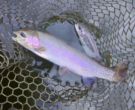 ちょっと渋いけど釣れたぞ！ 大安トラウトレイク